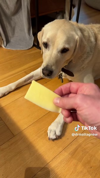 Have you paid the cheese tax? #cheese #tax #cheesetax #funny #dog #labrador #appetite