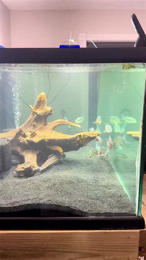 Why you need black sand in your aquarium setup #blacksand #aquariumdesign #fishtank #aquariumlife #fishlover #underwaterworld #natureinspired #tropicalfish #petfish #fishkeeping | Rob’s Aquatics