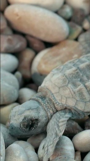 Baby Sea Turtles | NATURE Shorts | PBS