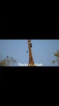 Part-19 Ivory War I Carter's War S1 E2 Full Episode | The Animal Club (Hindi) #wildlife