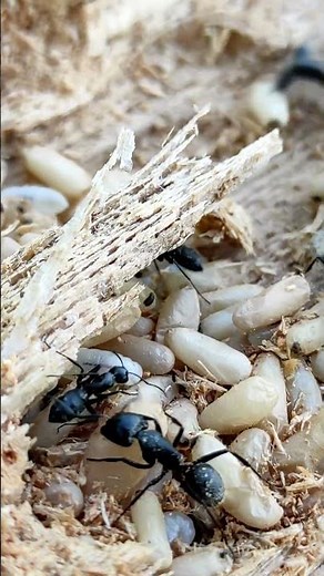 Ants Eating Larvae close up