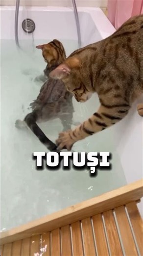 🐱 De ce unele pisici iubesc apa, iar altele o evită? 💦 #animale #interesant #educativ #pisici