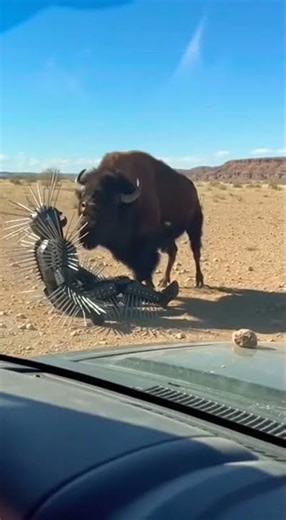 Bison vs. Spike Suit Showdown: Nature Meets Innovation! #Bison #Wildlife #Nature