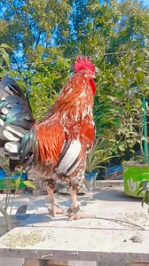 15K views · 236 reactions | rooster crowing sound effect | different...