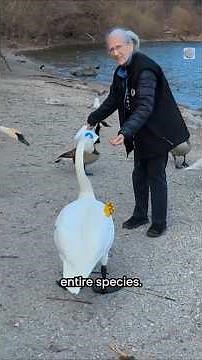 Meet “Mother Swan,” the woman who helped save a species | #shorts #swan