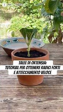 Talee di ortensia: tutorial per ottenere radici forti e attecchimento veloce! #garden #ortensia