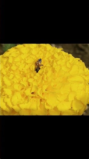 Forget the Stand-up Meeting. This is my morning briefing#shorts#satisfying#india #wildlife#wonderful