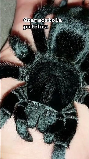 Top 10 best beginner tarantulas. #spiders #pets #tarantulas