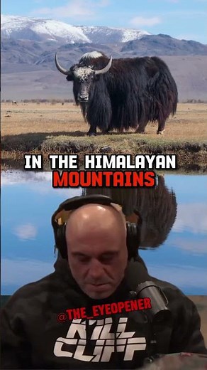 Trying Exotic Yak Meat from Nepal | Joe Rogan Experience with Sonny Side