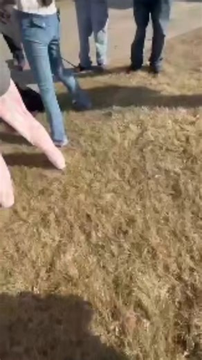 Grand Island Police say a man was driving by a student anti-ICE protest and yelled pro-ICE comments. The man told investigators that a student threw an object that hit him. Police say the man then chased down the student he believed threw the object and assaulted the student. Other students then jumped in and assaulted the man. This is viewer-submitted video of part of the incident. | News Channel Nebraska