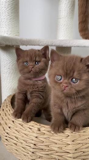Adorable Cinnamon British Shorthair Kittens