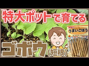 【家庭菜園】ゴボウの種まきから追肥までの生長 ＋ 過去の栽培例