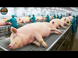 How Millions of Pigs Are Raised and Processed in America – Inside Modern Pig Farming Industry