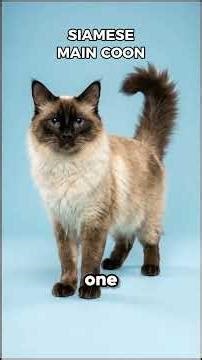 What happen if you mix breed siamese cat