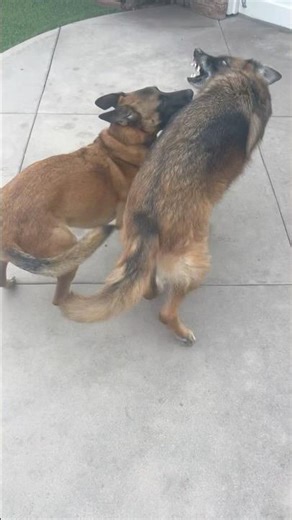 Rescue is purposely distracted by Malinois & shepherd play fighting #dogtraining #belgianmalinois