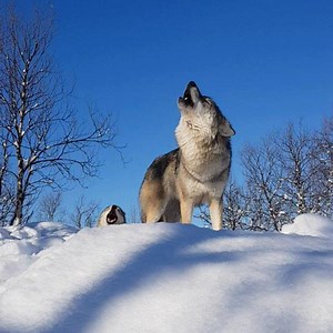 6.4K views · 295 reactions | What a beautiful day this was! Wolf howling  Video by @ramonaped #wolf #wolves #instawolf #instaanimal #wolfhowl #howling #polarpark #norway #northernnorway #visitnorway #visitnorthernnorway #bardu #animalkeeper #animalpark #arcticwildlife #wildlife #winterwonderland #ulv #dyrepasser #dyrepark #nordnorge | POLAR PARK Arctic Wildlife Centre | Facebook