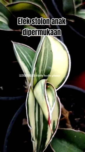 efek yg akan muncul jika stolon anak muncul dipermukaan,anak tumbuh roset bagus #shortvideo #shorts