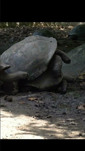 Sound of Aldabra Giant Tortoise mating | Aldabrachelys gigantea mating Sound 🐢