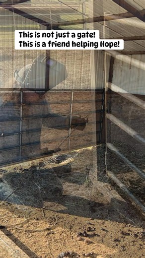 11K views · 247 reactions | Celebrating the Humans behind Hope: This...