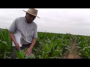 Fall Armyworms in Corn