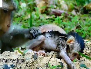 897K views · 7.4K reactions | Sadly, the monkey did not care to make the newborn baby monkey fall from the tree to be rescued | Diogoaub | Facebook