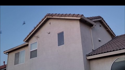 Amazon.com : 2 Pack 2025 Upgraded Ultrasonic Bat Repellent Devices for Attic Porch House, Adjustable Bats Exclusion Device for Indoor Use, Electronic Plug in Bat Deterrent System, Friendly to Human and Pet : Patio, Lawn & Garden