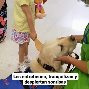 97K views · 3.9K reactions | Els gossos  són una part més de l'equip...