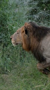 505K views · 7.8K reactions | WHO says male lions don’t hunt? Male...