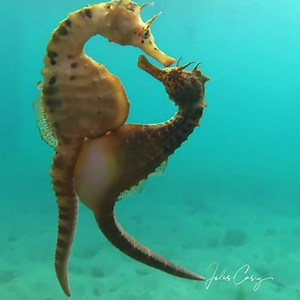 Sur cette magnifique vidéo, vous assistez au transfert des oeufs de la femelle hippocampe (située à gauche) au mâle (à droite). Chez les hippocampes, en effet, c’est le mâle qui effectue la gestation des œufs pondus dans sa poche ventrale par la femelle. Au fur et à mesure du transfert, vous pouvez voir distinctement la poche ventrale du mâle se gonfler. Crédit Images : Jules Casey / IG @onebreathdiver Crédit 📽: https://www.instagram.com/onebreathdiver/?hl=fr | Animal Sentience