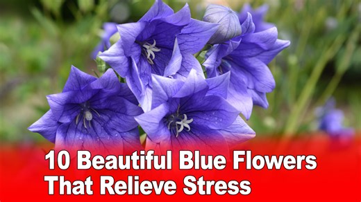 10 Beautiful Blue Flowers That Relieve Stress