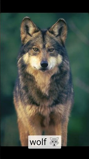 world biggest wolf compared to human (#shorts