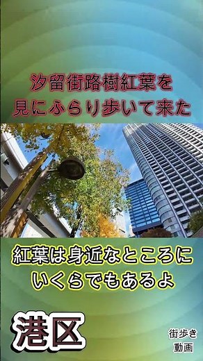汐留街路樹紅葉を見にふらり歩いて来た。港区