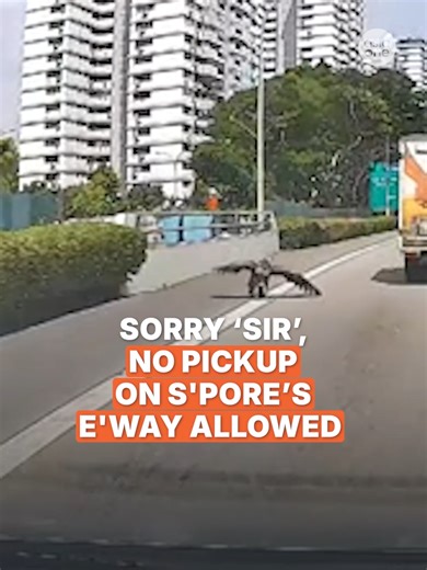 No, the Himalayan vulture seen along the East Coast Parkway (ECP) on Sunday (Jan 11) wasn't trying to hitch a ride from any passing motorists. According to non-governmental organisation Animal Concerns Research and Education Society (ACRES), the large bird may have been exhausted from its long voyage, leading to