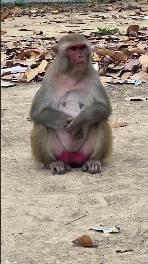 What is the monkey thinking while sitting? 🙄 Funny Monkey Reaction 😆