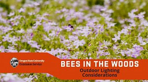 Bees in the woods: Outdoor lighting considerations