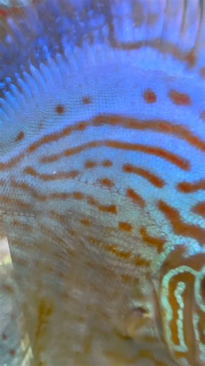 Deep Blue（アクアショップ） on Instagram: "オープン当初から繁殖してた看板魚初代ペア（紺太と藍）が亡くなり落ち込んでたが…😞 本日二代目ディスカスペア（藍太と紺乃）産卵、体着した。 春には販売できるだろう！ 大きくなれ〜 ディスカス美麗若親販売中！６匹限り！ ●キングオブ熱帯魚ディスカスは繁殖も神秘的で孵化遊泳直後から親の体につき体表から出るミルクをついばみマッハで成長する。 孵化するか否か、体に着けるか否かのWの関門を乗り越えないといけない。 〜生涯忘れられないペットフィッシュに出会えるお店〜⠀ ⠀ アクアショップDeep Blue⠀ ⠀ 🈺11時（土日祝10時半）〜19時頃（月曜日のみ16時半迄）⠀ 定休日 木曜日（㊗️の場合営業）⠀ ⠀ 小型美魚沢山の通販サイトできました！⠀ ⠀ https://maeshin2001.work⠀ ⠀ 石川県小松市土居原113番地⠀ 📞0761 582586 前田眞吾⠀ Instagramメッセージも24時間受付中！⠀ paypay、d払い、クレジットカード各種支払いOK!⠀ ⠀ メダカから熱帯魚まで初心者〜マニアま