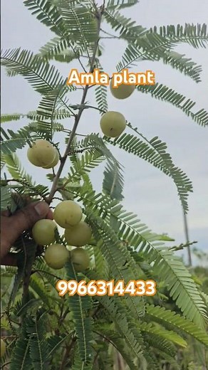 "Amla Tree Benefits, Growth Tips & Uses"