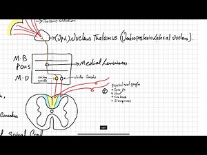 Anatomy of the Spinal Cord | Detailed Explanation with Diagrams