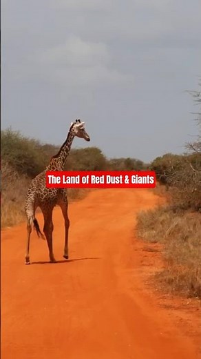 Tsavo East - A Safari Like No Other