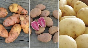 Potager : 10 variétés de pomme de terre pour le potager