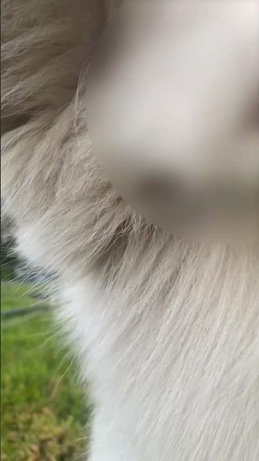 Dog Pees on Owner's Phone While Being Filmed - 1397118