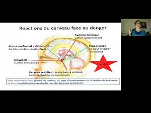 Le cerveau et le trauma