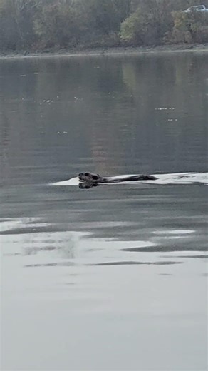 Beavers Swimming Very Close. #lake #reservoir #wildlife #beaver #nature