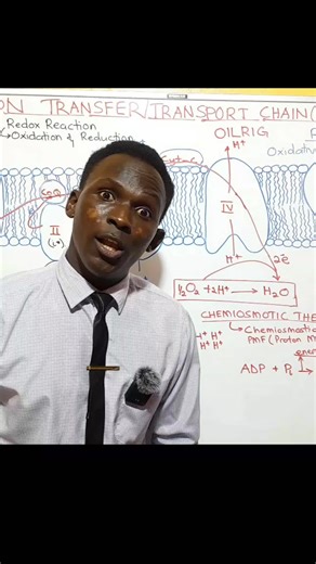 Understanding the Risks of Cassava Consumption