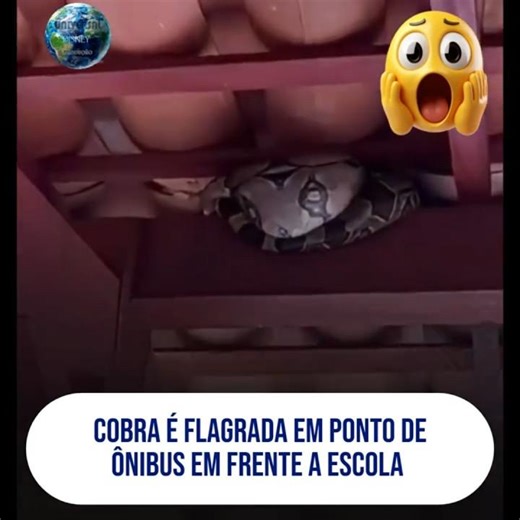 Snake is spotted at a bus stop in front of the school #animals #animal #brazil #shortvideo #shorts