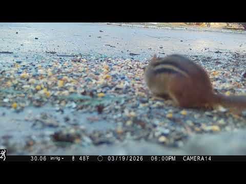 Chipmunk Feeding