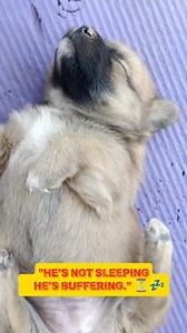 77K views · 2K reactions | "This Dog’s Snore Sounds Like a Dragon!  Funniest Sleep Ever!" #FunnyDog #DogSnoring #SleepingDog #CuteDogVideo #DogReels #PetReels #DogLife #DogLovers #SnoringDog #ViralDogVideo #PuppyHumor #GermanShepherd #DogsOfFacebook | Jiaur Rahaman | Facebook