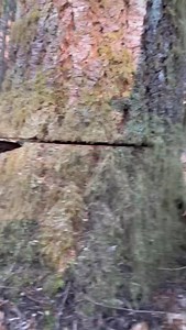 Why a Dutchman? • To bump a tree slightly off its natural lean • To steal a little extra directional control on steep ground • To thread the needle in tight quarters #topheavytimber #logginglife #forestrylife #treefelling #timberfaller | Brennen Miller