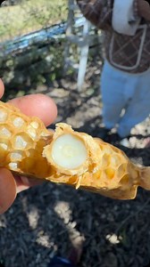 That’s a baby queen bee larva, swimming in a large pool of pure royal jelly. I’ve been seeing spring 2025 up close and personal with the bees this week. It has SPRUNG y’all! Spring is springing all over the place in Miami with queen bees being made, virgin queens runnin all over, drone brood coming in strong, and swarms every day. Already can’t keep up. #bees #beekeeping #honeybees #lovebees #bee #abejas #queenbee #beelarva #spring #spring2025 | Beelightful Bee Company