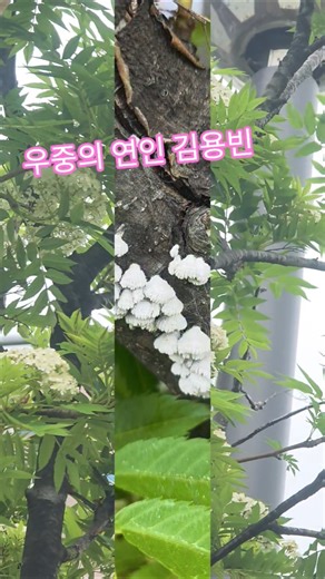 White mushroom flowers have bloomed on a living tree. Rowan tree flower, skirt mushroom